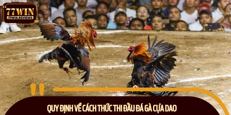 Quy định về cách thức thi đấu đá gà cựa dao