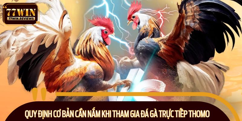 Quy định cơ bản cần nắm khi tham gia đá gà trực tiếp Thomo